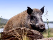 El jabalí y el cerdo silvestre (Sus scrofa) en la Argentina