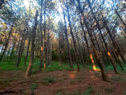 Efecto de las plantaciones forestales no nativas de pinos y eucaliptos en los vertebrados terrestres: Una revisión descriptiva sobre los trabajos realizados en la Argentina