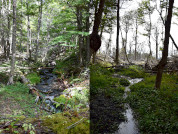 Characterization of streams in watersheds with and without forest management in Tierra del Fuego, Argentina