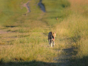 Habitat use and densities of two sympatric foxes in the Mburucuyá National Park (Iberá Wetlands ecoregion, Argentina) during the winter season