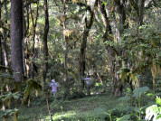 Biomass estimates from the application of different allometric equations and their relationship with forest structure