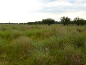 Contribution to the knowledge of the diversity of Theridiidae spiders (Araneae) of the Chaco National Park, Argentina