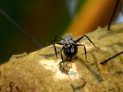 Percepción de las hormigas en agroecosistemas vitícolas: Conocimiento, decisiones y prácticas de los profesionales