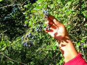 El uso sostenible de la biodiversidad desde la perspectiva de género en tres ecorregiones argentinas: Yungas, Chaco Seco y Bosque Atlántico