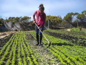 Contributions to the analysis of innovations and technologies in agroecological production in the General Pueyrredon district from a gender perspective
