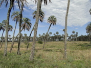 Síntesis de estudios ecológicos en el Parque Nacional El Palmar y sus objetivos de conservación