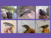 Los roles de la historia natural durante la investigación ecológica
