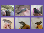 Los roles de la historia natural durante la investigación ecológica