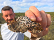 Descubriendo un tesoro ecológico escondido: Las costras biológicas del suelo en la Argentina