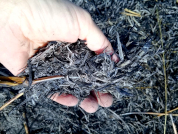 Effects of ashes from grassland burning in the Paraná River floodplain on aquatic microcrustaceans