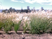 Genetic structure and diversity of the amphitropical disjunct grass Leptochloa crinita (formerly Trichloris crinita) and implications for restoration