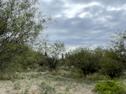 Detection of dryland forest through spectral signatures generalization
