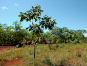 Recovering vegetation cover in a degraded bare area within the Cerrado, the Brazilian savanna