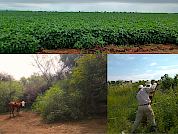 Impact of land use on soil organic carbon storage in the Northwestern Dry Chaco
