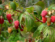 Los incendios forestales modifican la comunidad de artrópodos benéficos sin afectar la productividad del cultivo de frambuesa