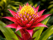 Bromeliads increase herbivory in an ecological restoration area in Restinga, southeastern Brazil