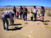 Asynchronous response of aboveground net primary productivity to rainfall in two shrub steppes of the Dry Puna in north-western Argentina