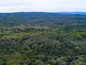 Desde los bosques hasta el suelo: Reservas de carbono en bosques degradados, sucesionales y adultos en bosques templado lluviosos de Sudamérica