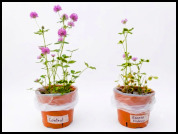 Trifolium resupinatum maintains the flowering and the efficiency of arbuscular mycorrhizal symbiosis under water excess