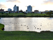 Comportamiento de riesgo de tres especies Fulica que habitan una laguna costera urbana en la ciudad de Mar del Plata, provincia de Buenos Aires, Argentina