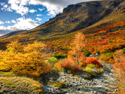 Historia biogeográfica y filogeografía de Nothofagus antarctica en Sudamérica austral