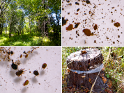 Effects of the presence and the chemical control of Ulmus pumila L. on the oribatid mite community: Implications for conservation