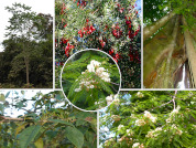 Hyperdominant tree species in Yungas forests of Northwestern Argentina