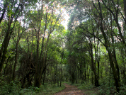 Quince años de monitoreo muestran que Ligustrum lucidum sostiene su dominancia en bosques invadidos