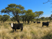Supply and selective consumption under different grazing pressures: Bovine diet analysis in a pampean caldenal area