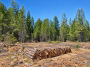 De amenaza a oportunidad: Leña de pino como alternativa para reducir la presión sobre el bosque nativo en Patagonia Norte