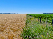 Respuesta de las arañas a distintos manejos agrícolas en cultivos de trigo (Triticum aestivum L.)