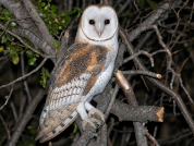 Context matters: Community knowledge about owls along an urban-rural gradient in Patagonia